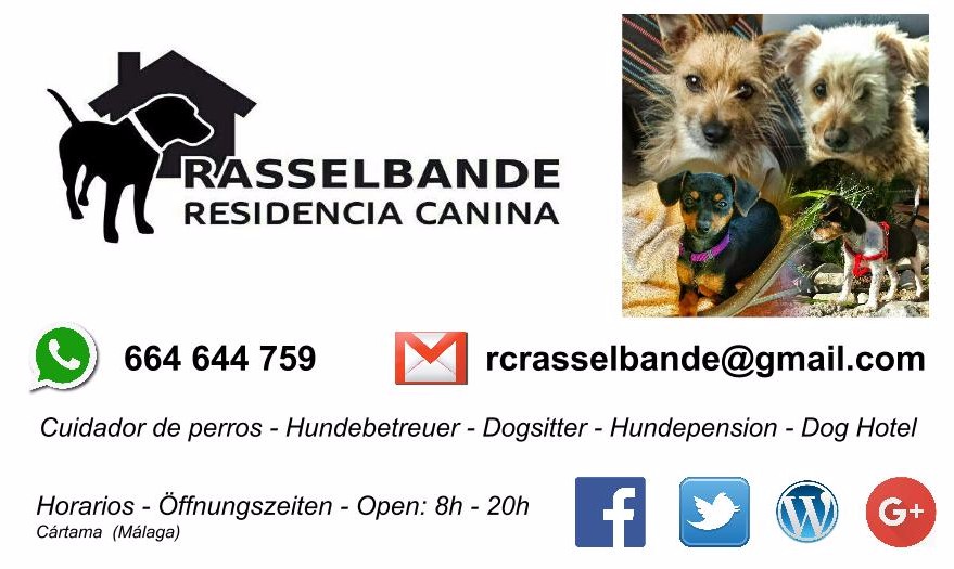 RCRasselbande- Cuidador de perros